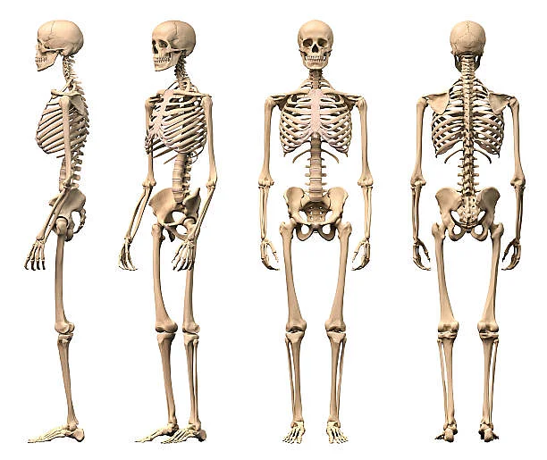 thequint 2018 12 73a9a2f1 861b 4200 b9c0 dd9cccaee811 human skeletons